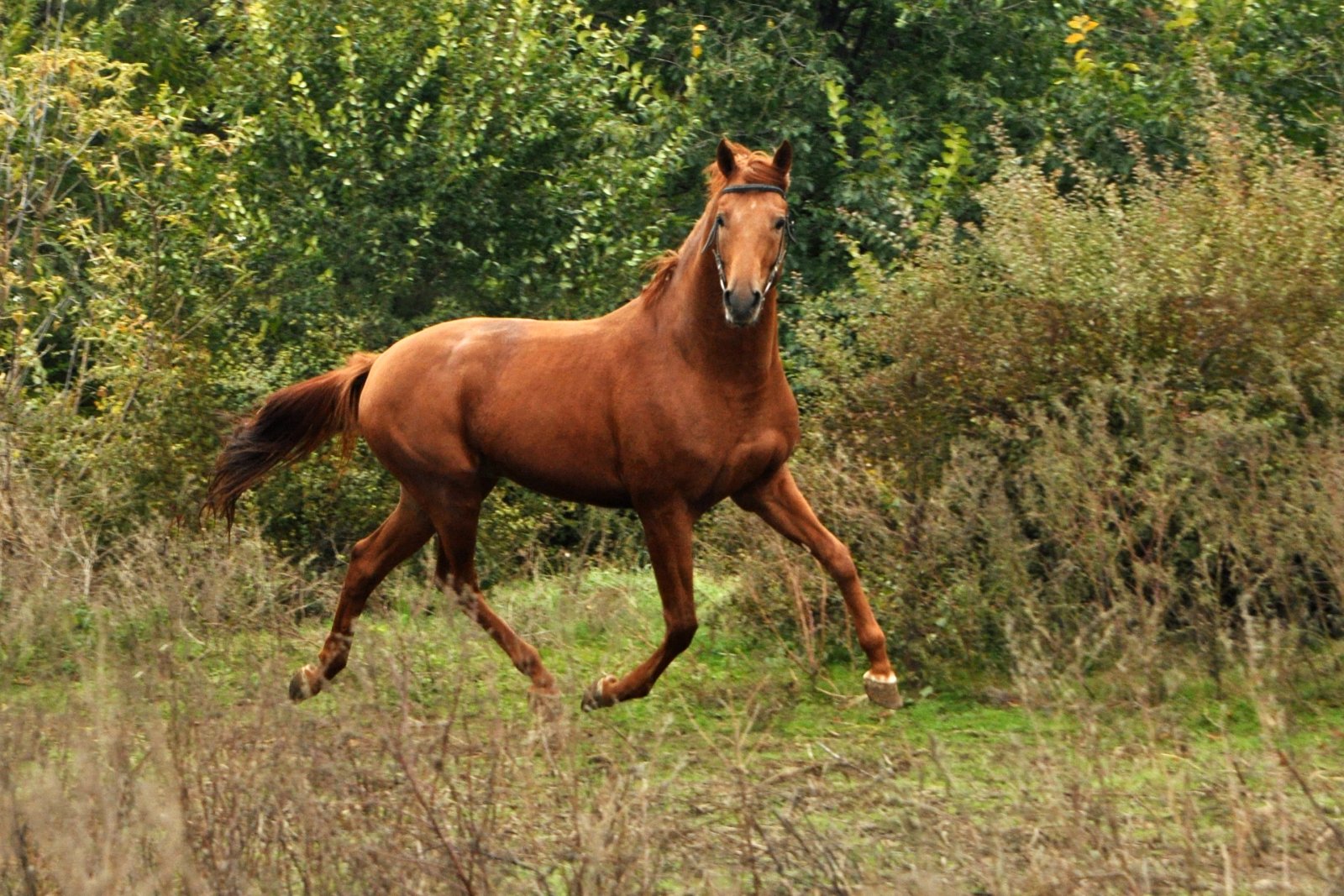 DSC_0527.JPG