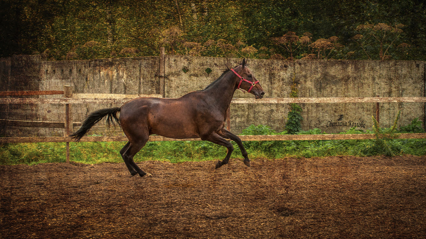 DSC_0566(2)(с)sm.jpg