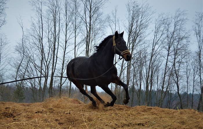 DSC_0739.JPG