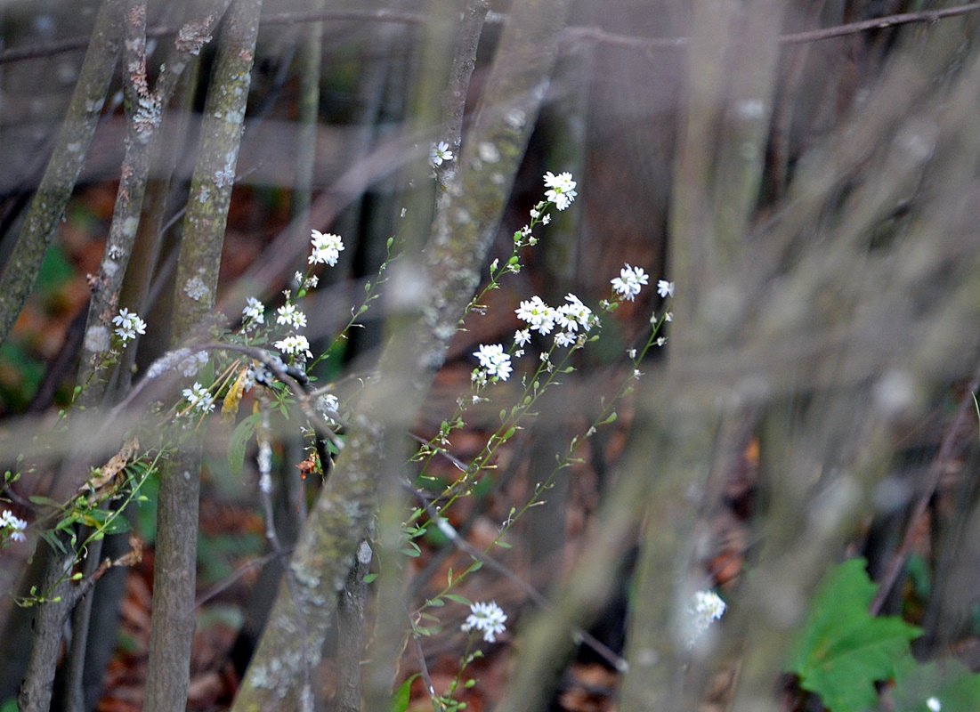 DSC_1021.JPG