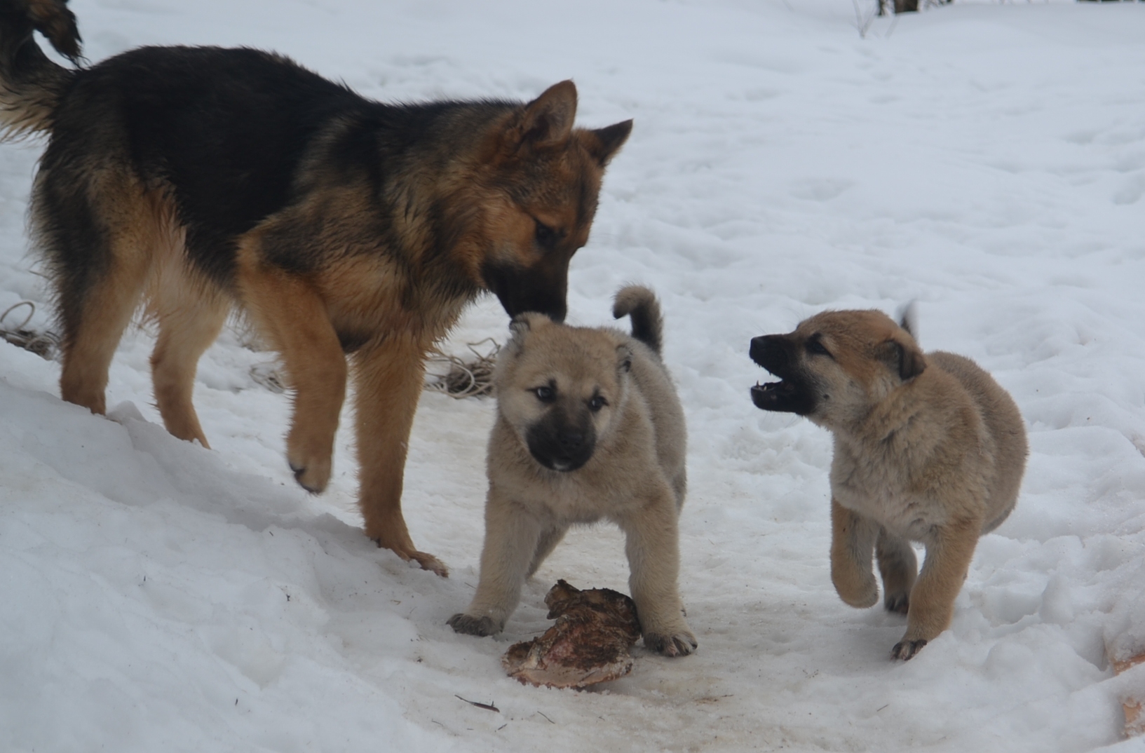 DSC_1441.JPG