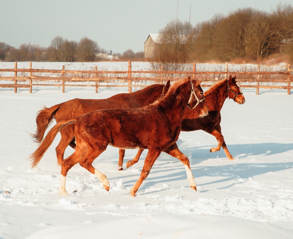 DSC_1463.jpg