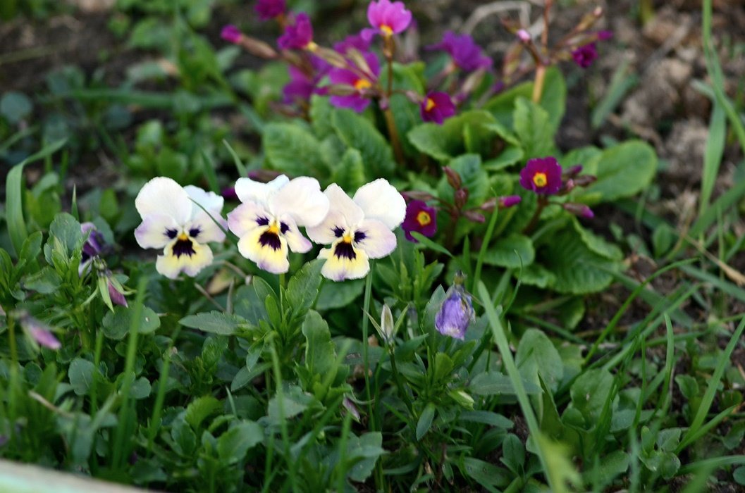 DSC_2320.JPG