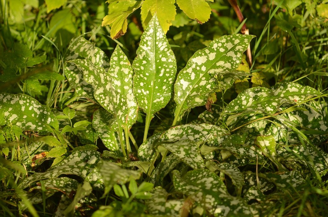 DSC_2343.JPG