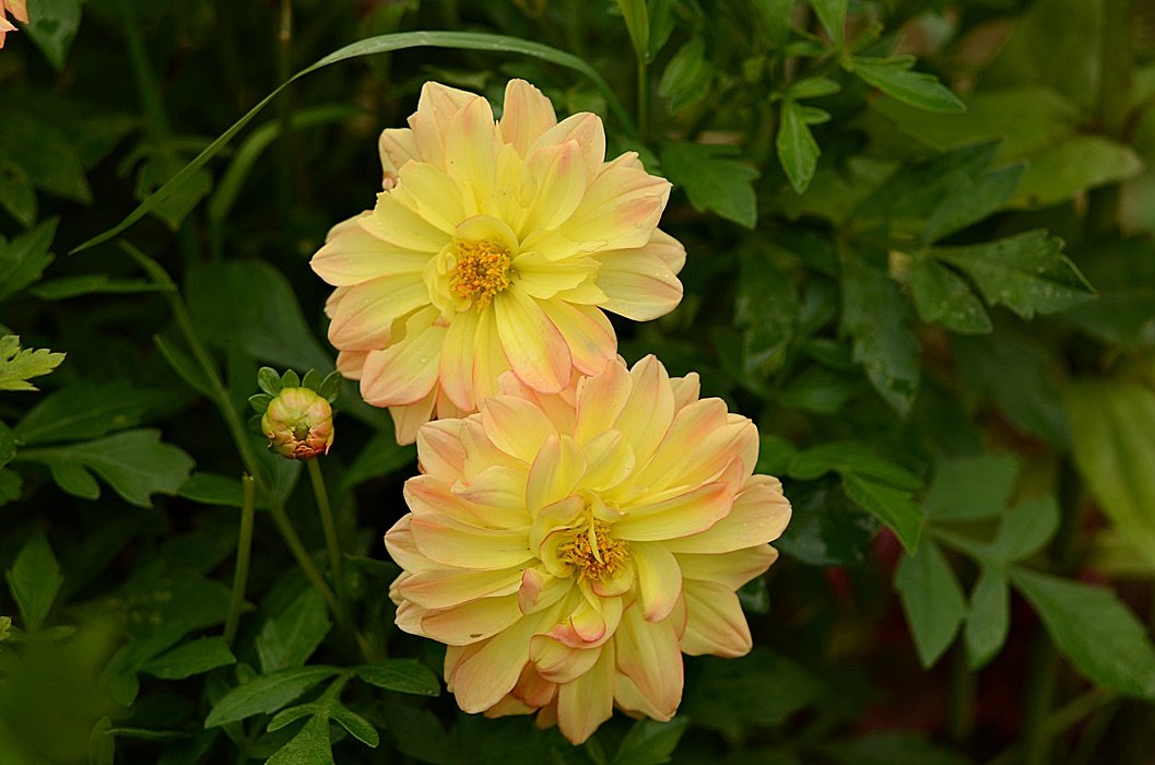 DSC_2365.JPG