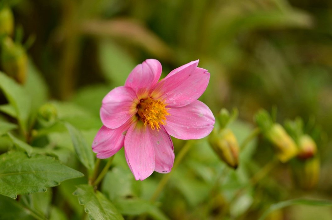 DSC_2390.JPG