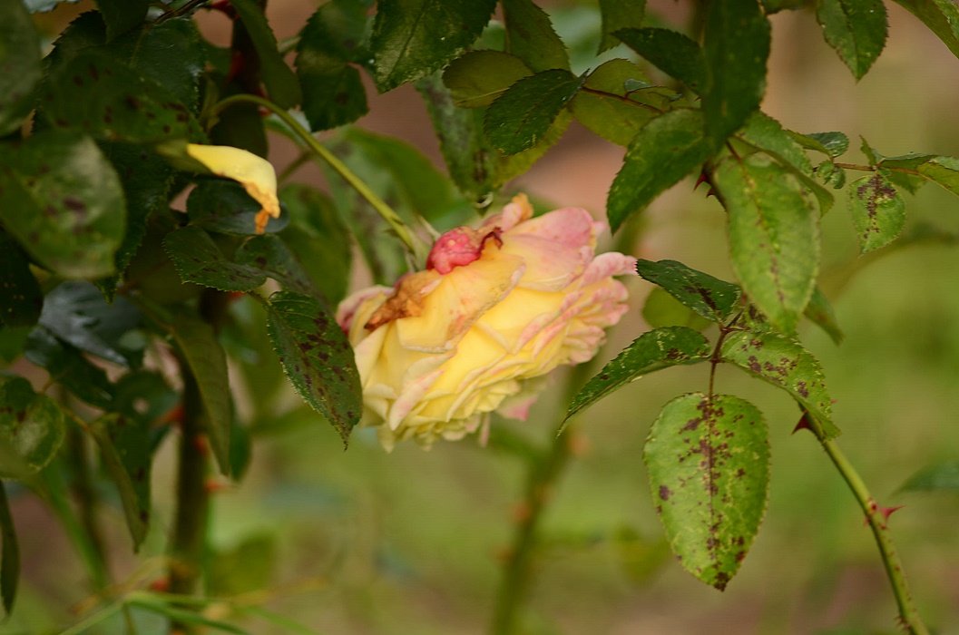 DSC_2410.JPG