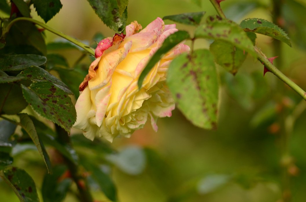 DSC_2413.JPG