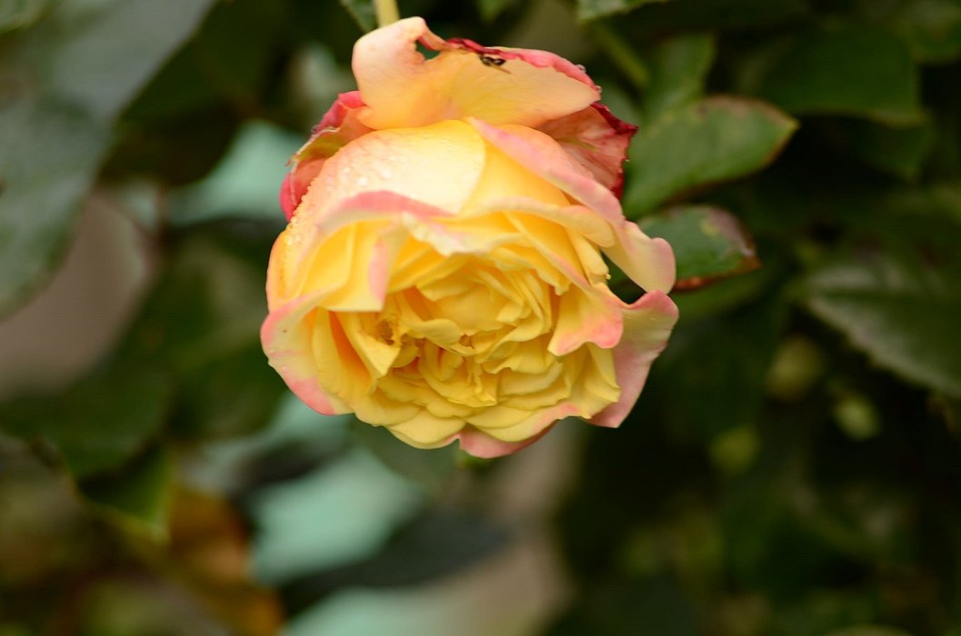 DSC_2414.JPG