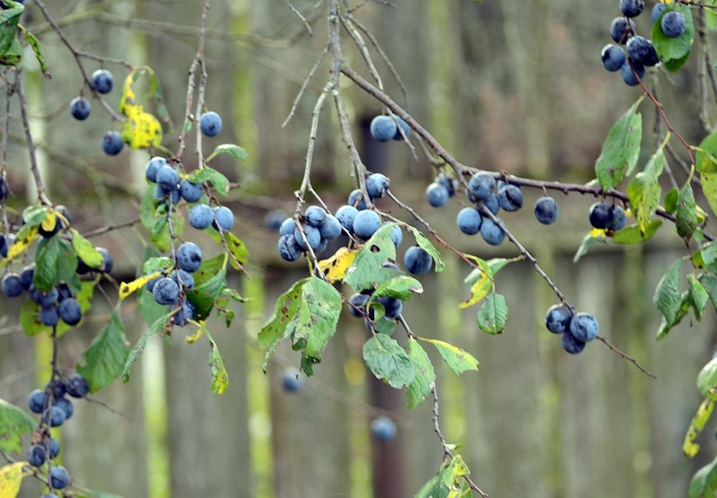DSC_2432.JPG