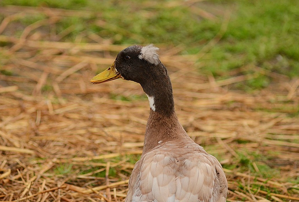 DSC_2450.JPG