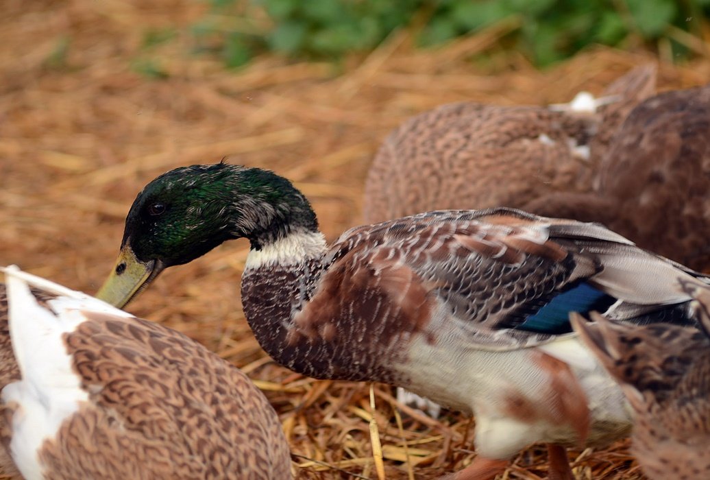 DSC_2458.JPG