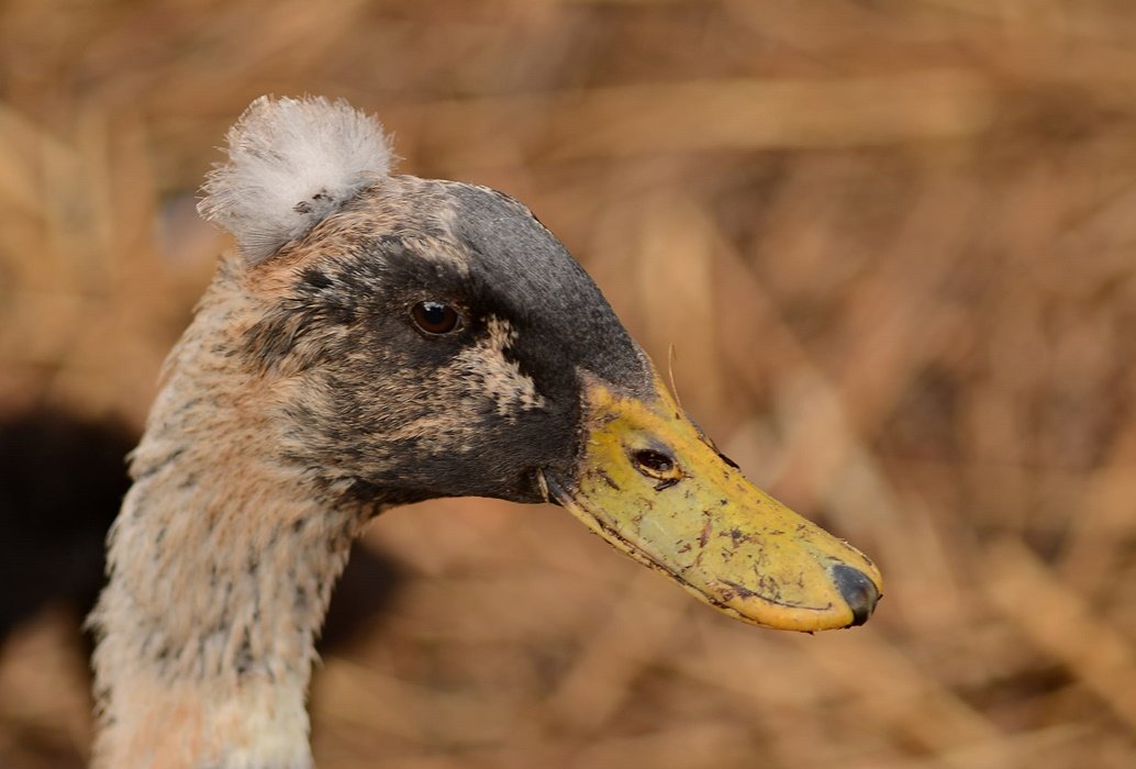 DSC_2463.JPG