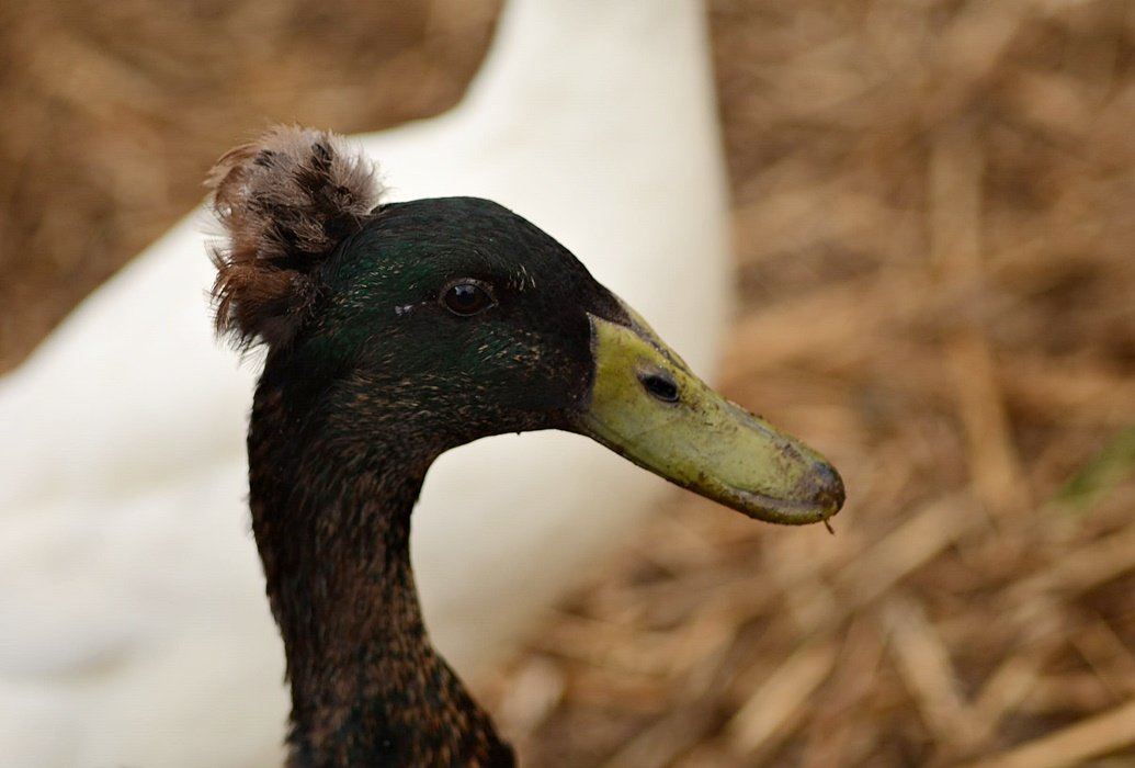 DSC_2469.JPG