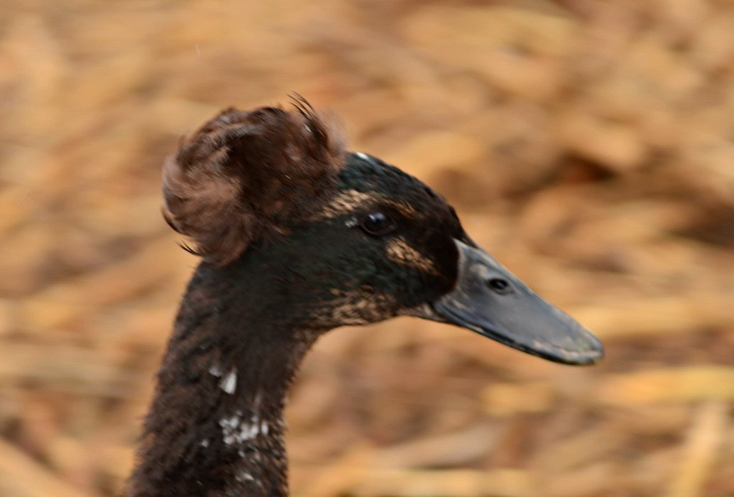DSC_2471.JPG