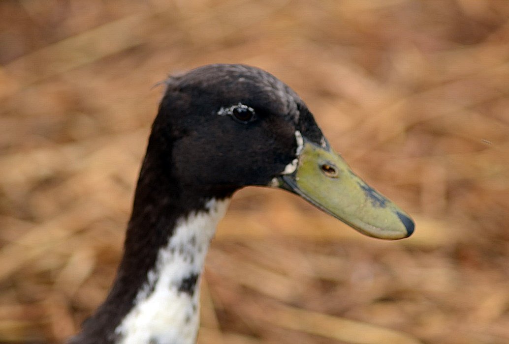 DSC_2472.JPG