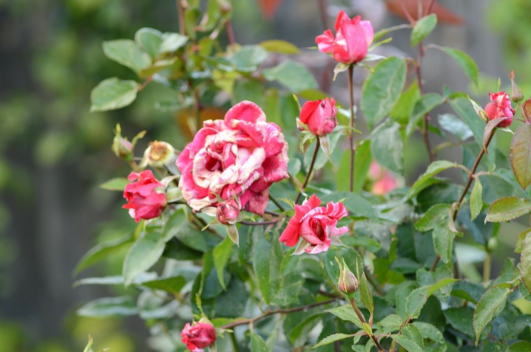 DSC_2494.JPG
