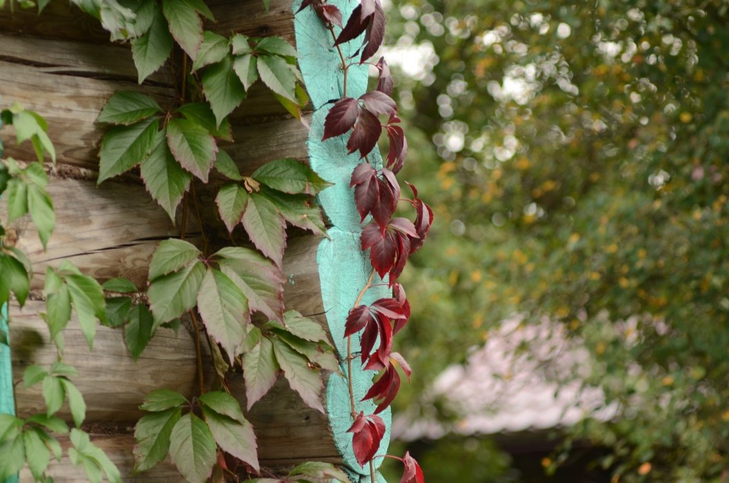 DSC_2522.JPG