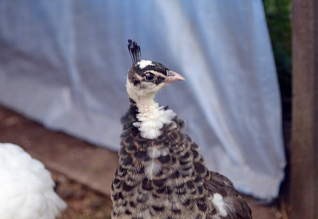 DSC_2525.JPG