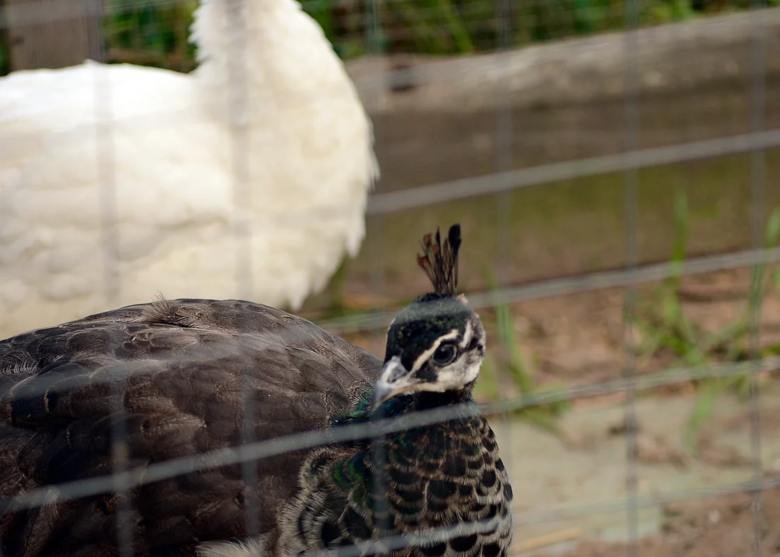 DSC_2556.webp