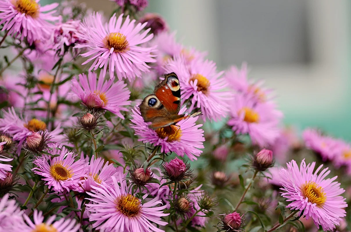 DSC_2562.webp
