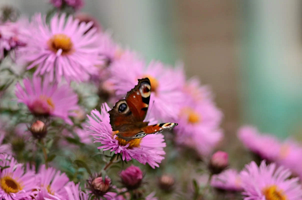 DSC_2565.webp
