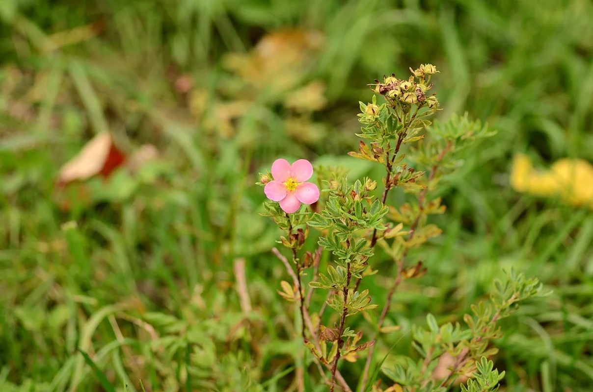 DSC_2581.webp