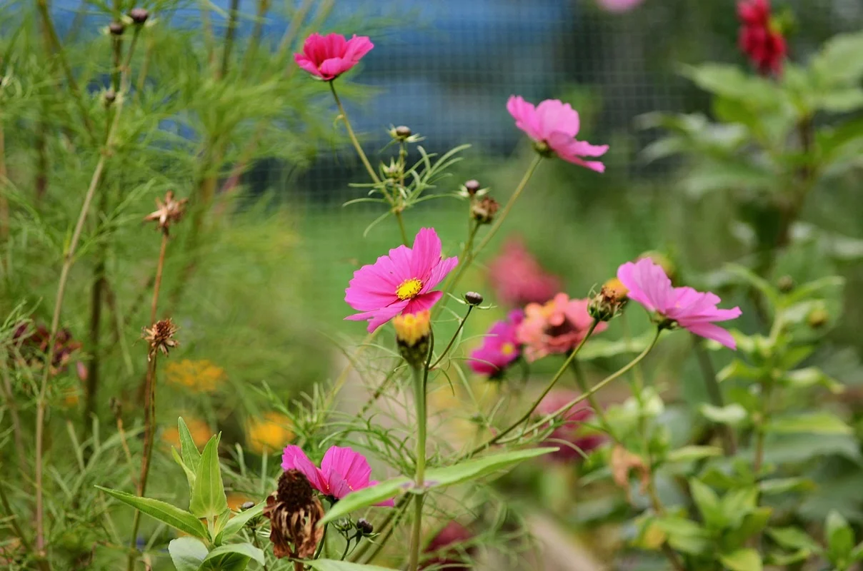 DSC_2586.webp