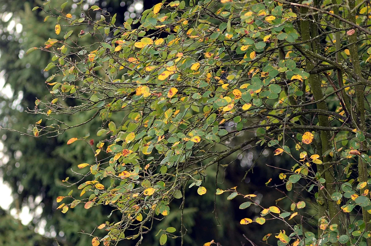 DSC_2592.webp