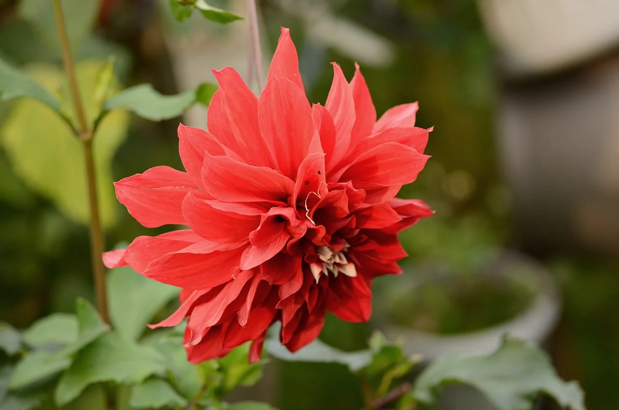 DSC_2600.webp