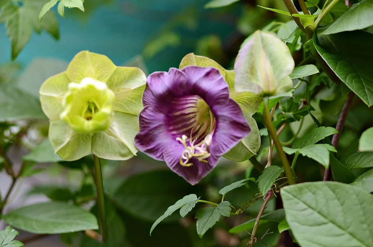 DSC_2602.webp