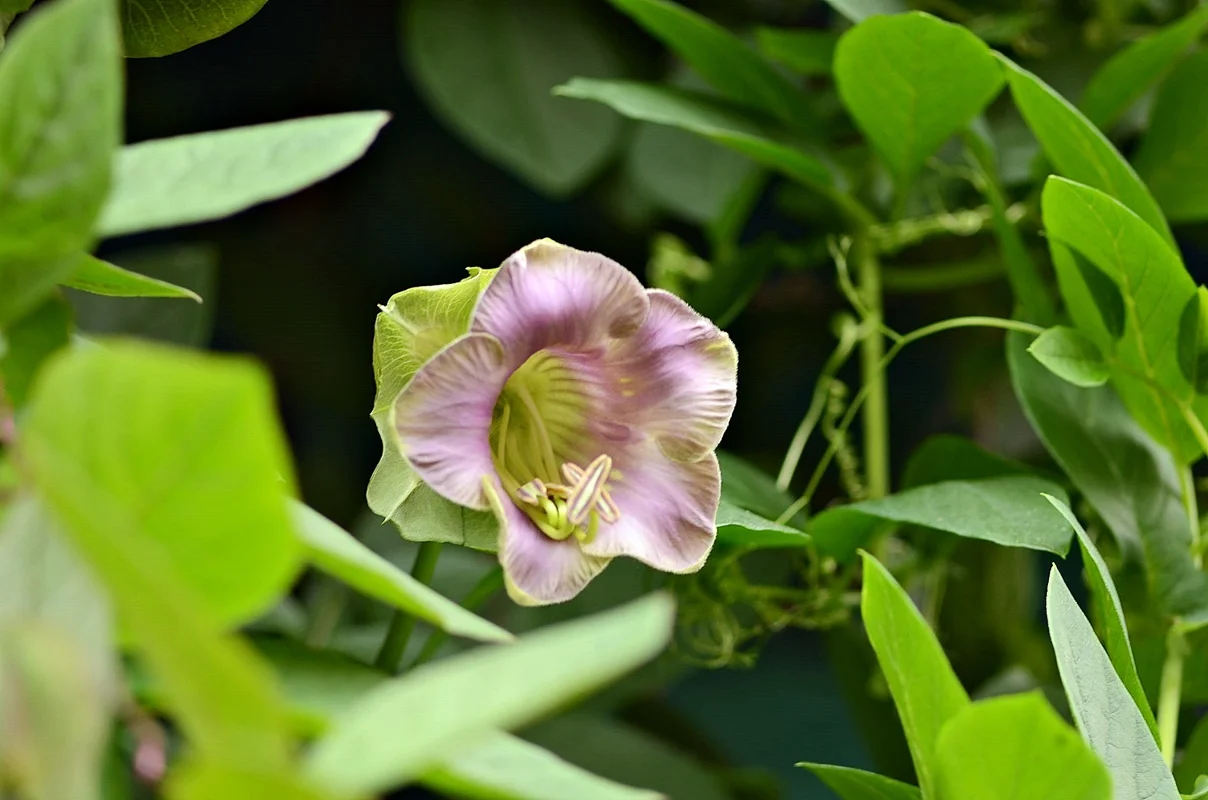DSC_2603.webp