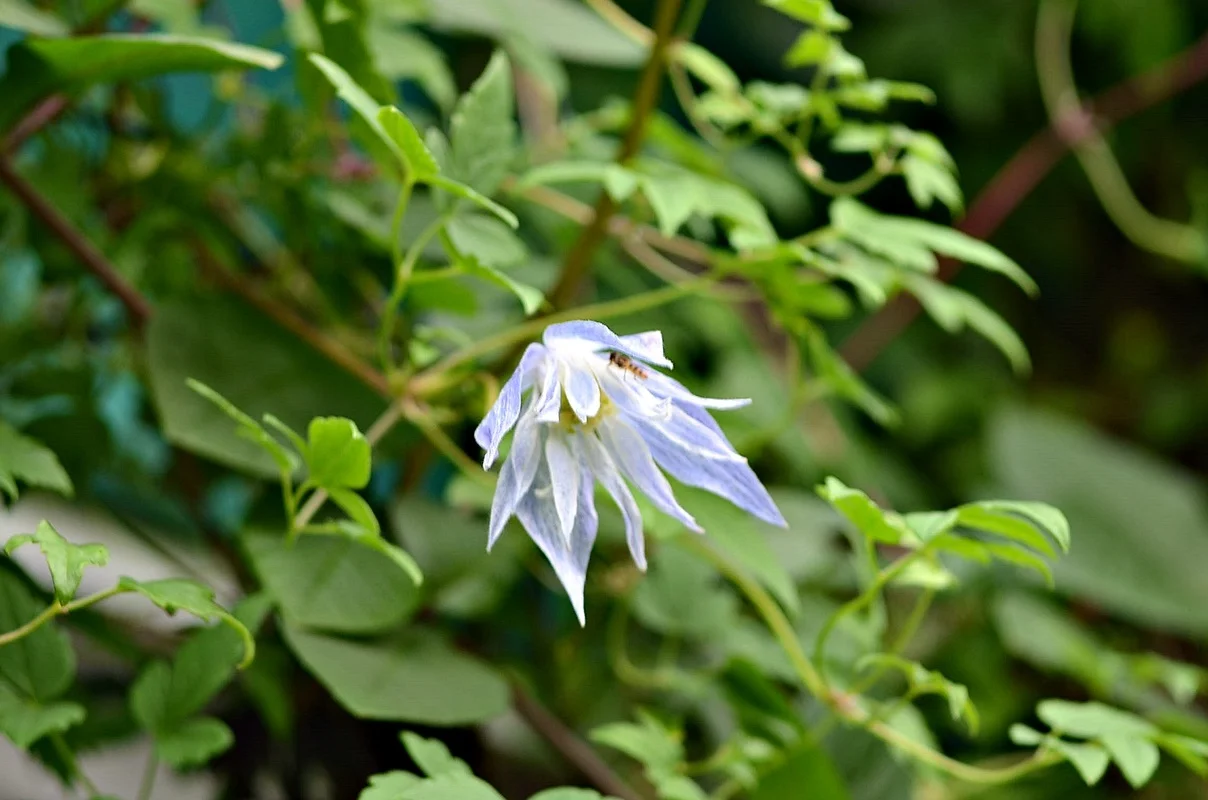 DSC_2605.webp