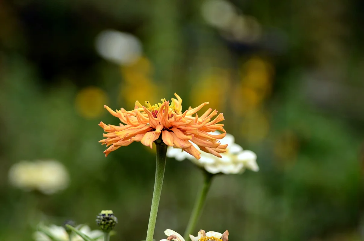 DSC_2642.webp