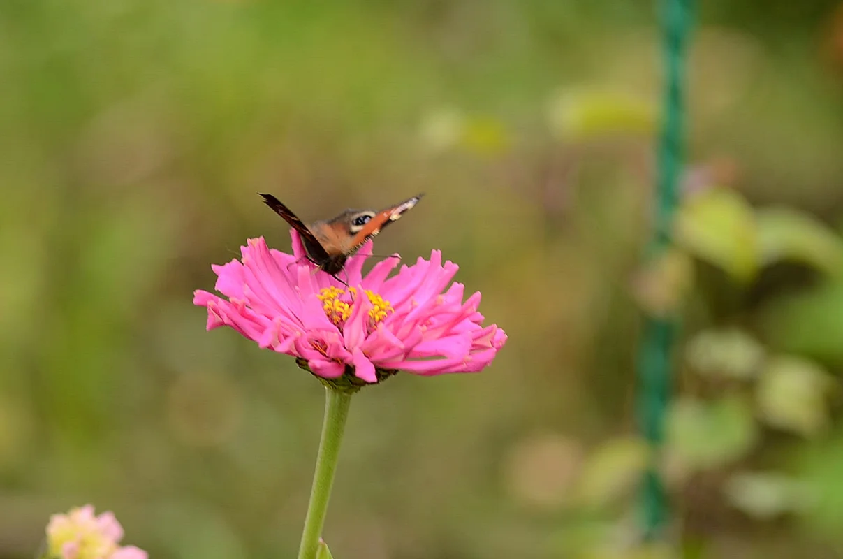 DSC_2655.webp
