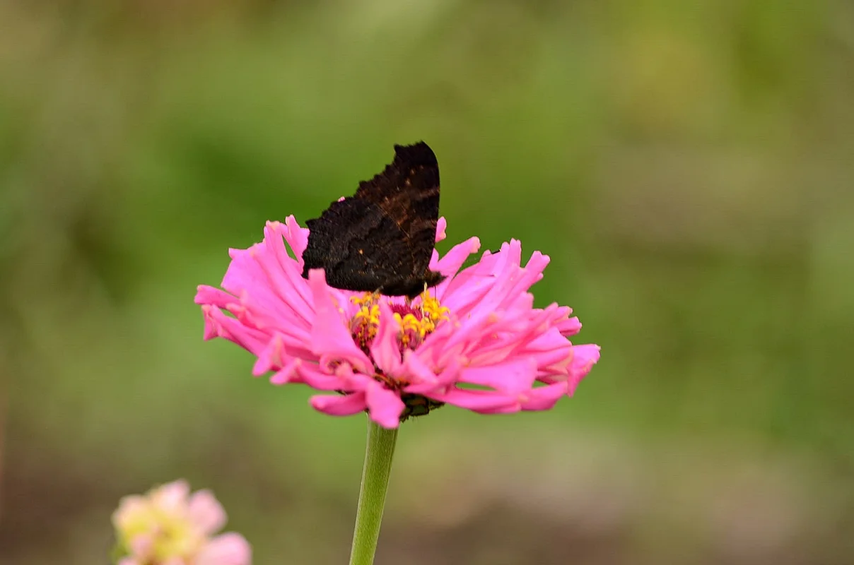 DSC_2661.webp