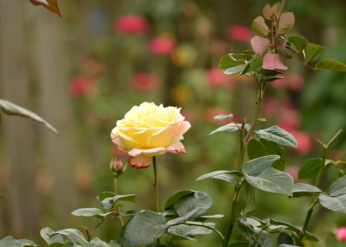 DSC_2675.webp
