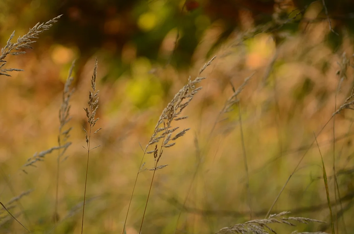 DSC_2698.webp