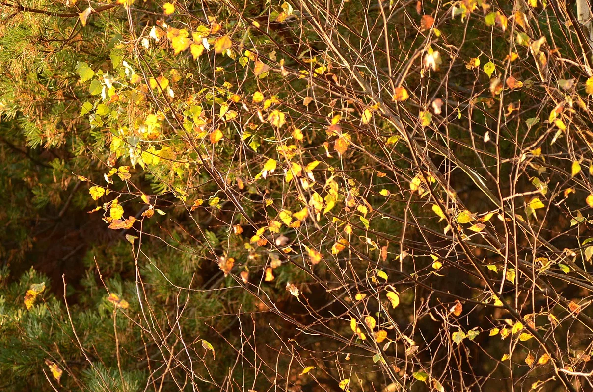 DSC_2703.webp