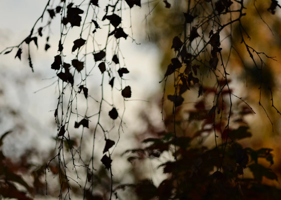DSC_2710.webp