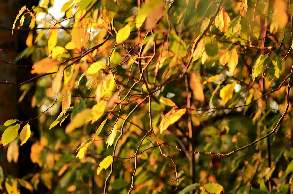 DSC_2748.webp