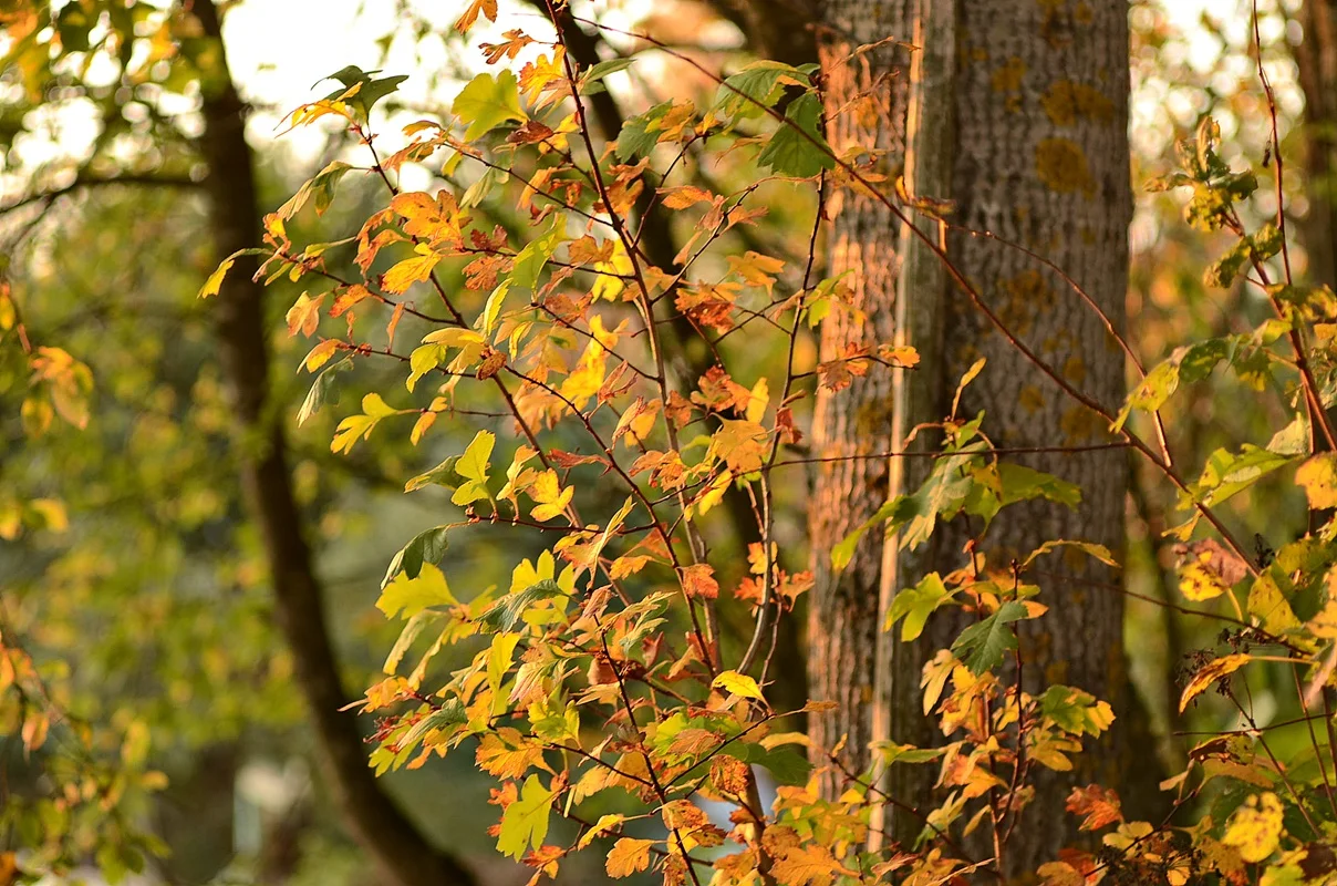 DSC_2749.webp