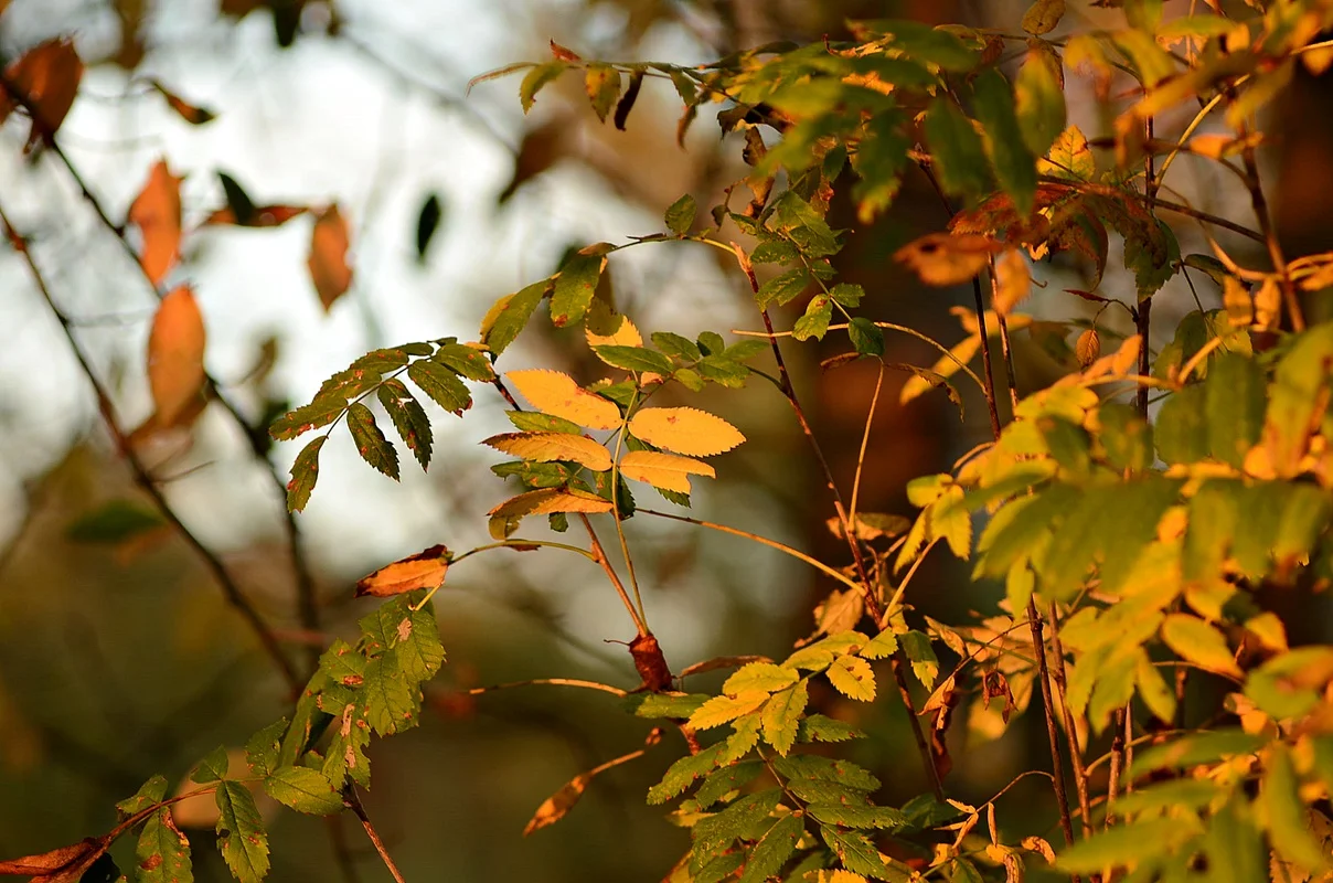 DSC_2753.webp