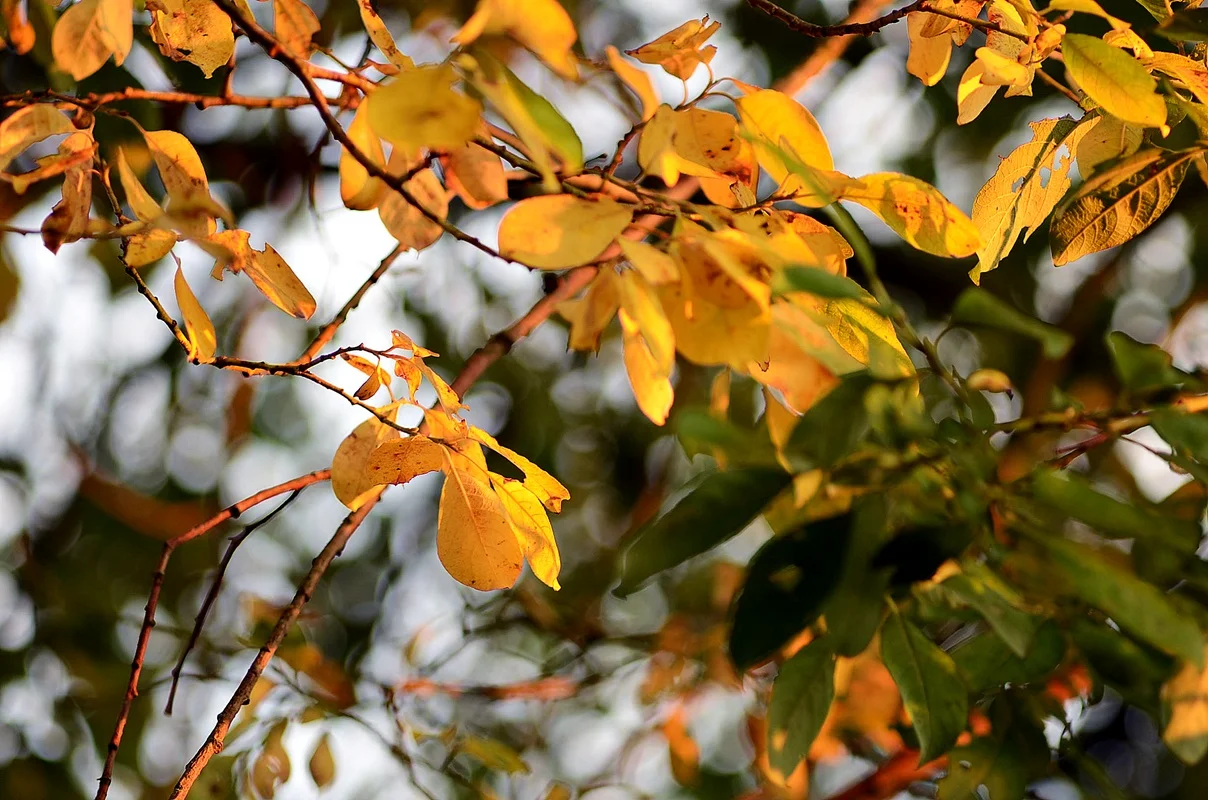 DSC_2757.webp