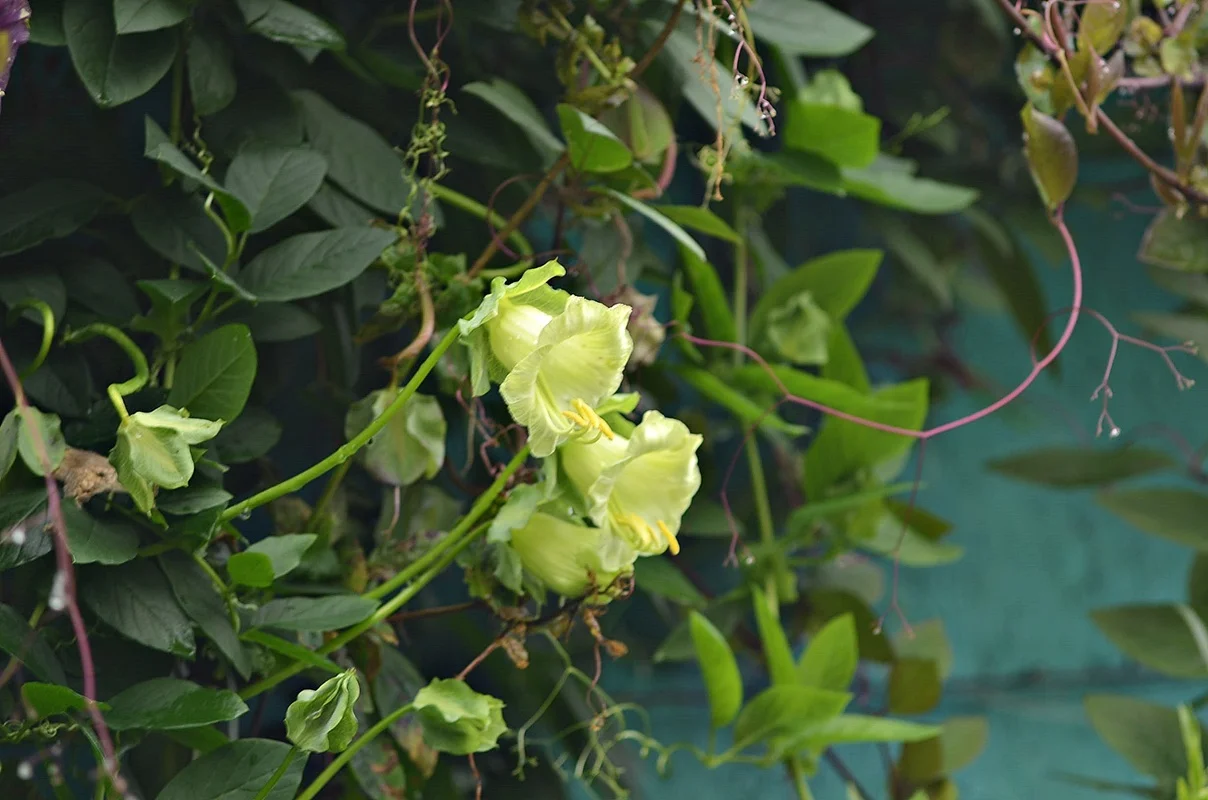 DSC_2777.webp