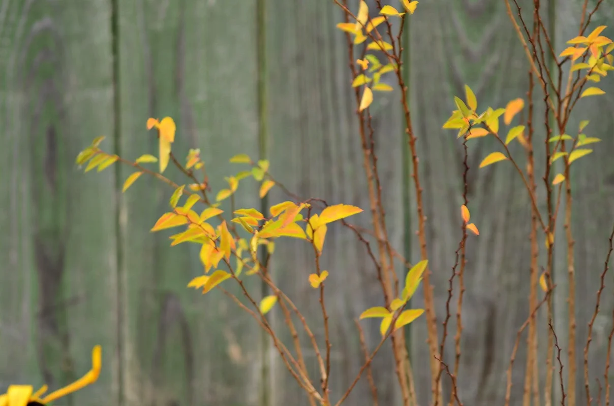 DSC_2784.webp