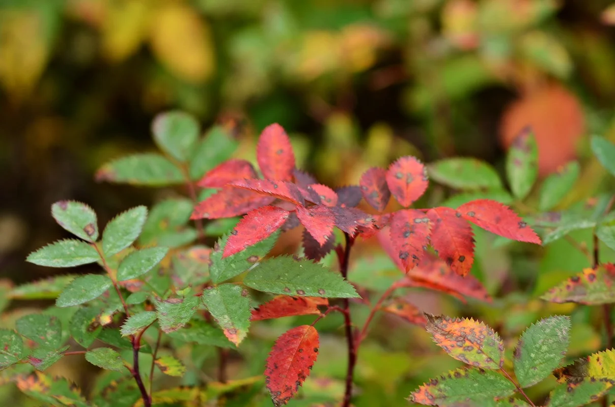 DSC_2791.webp