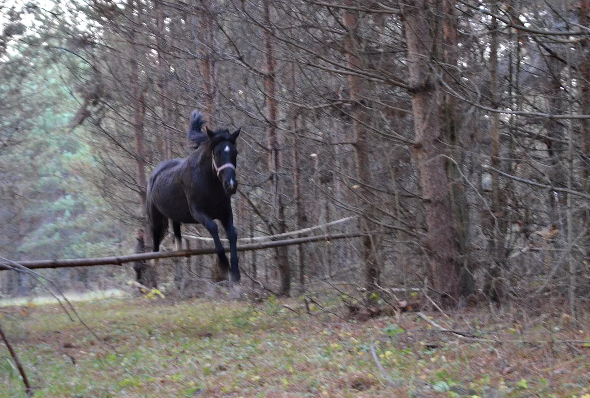 DSC_2975.webp