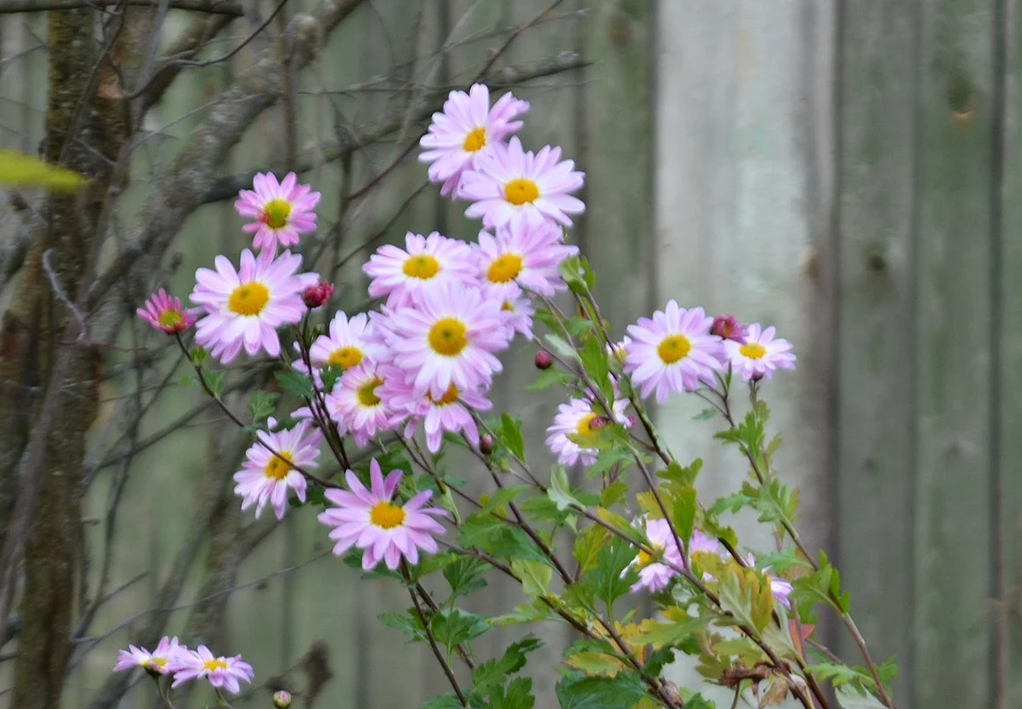 DSC_3271.webp