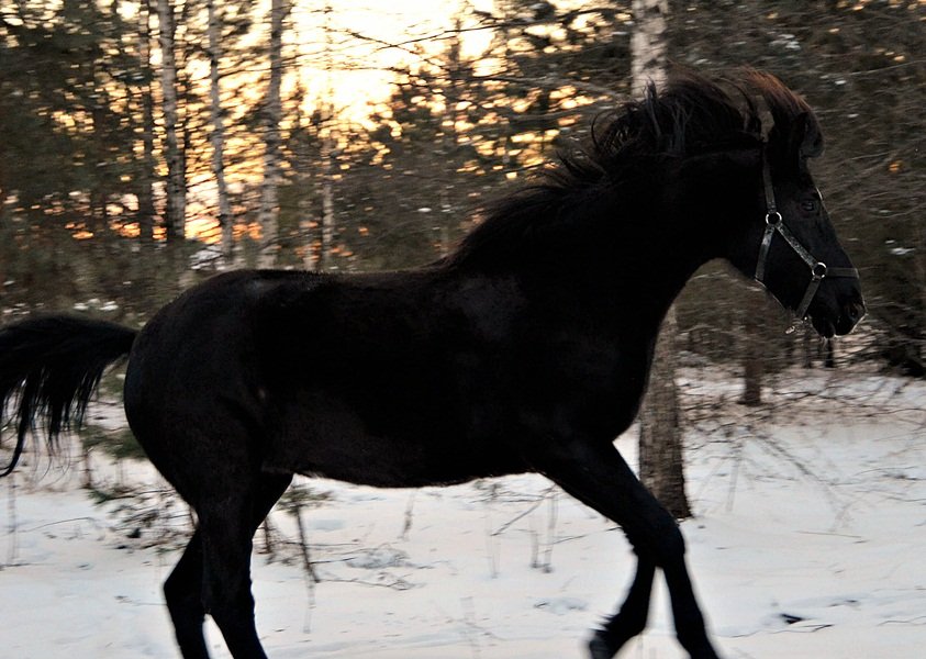 DSC_4217.JPG